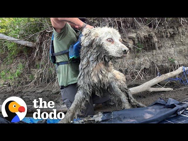 Guy Finds A Senior Dog Trapped Under A Log | The Dodo