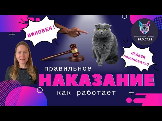 НАКАЗЫВАЕМ КОШКУ правильно | Как наказать кота чтобы понял | Почему наказание не работает