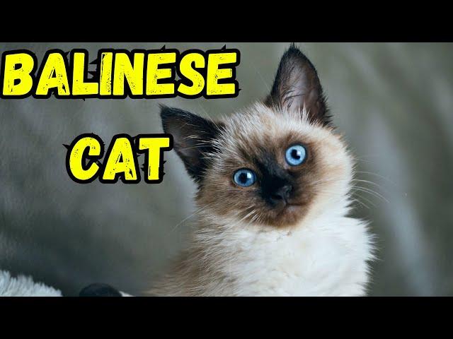 Balinese Cat Pros and Cons | The Good And The Bad