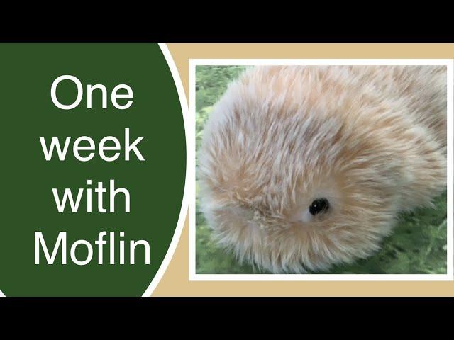 Moflin AI Robotic Pet: 1 week update #moflin #robot #ai #roboticpet #robotpet #petrobot