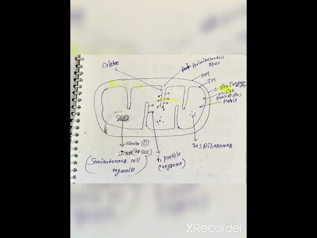 mitochondria #cytology for TGT PGT LT GIC Biology #up  #uptgt #uppsc #2022