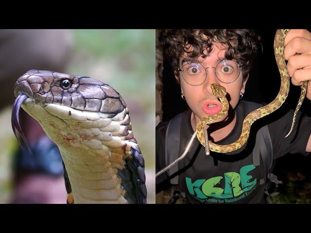 La Serpiente Venenosa Más Grande Del Mundo En La India| Buscando animales en la India 2