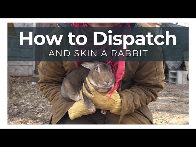 Easiest way to Dispatch a Rabbit with Broomstick Method - Skin and Process