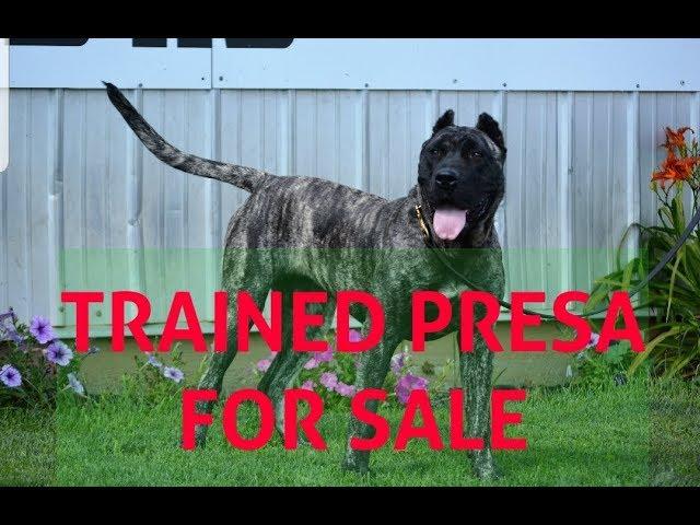 FOR SALE: Trained Female Perro de Presa Canario