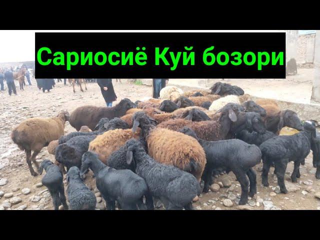 Сурхондарё Сариосиё Куй бозори нархлари. 17.03.2022й