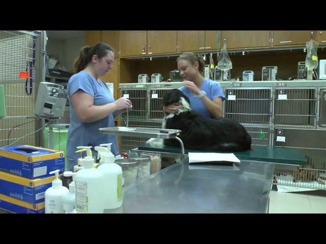 Introduction to the UW School of Veterinary Medicine DVM Program