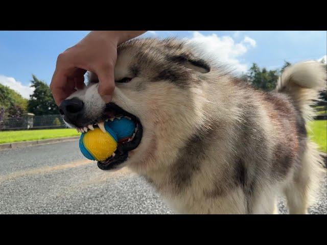 Golden Retriever Reacts To An Automatic Ball Launcher! Can We Deplete That Retriever Energy??