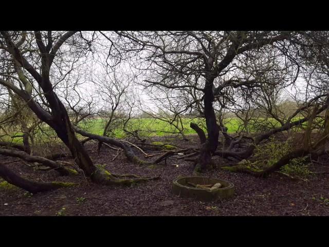 Beautiful and creepy trees in the wilderness 4K