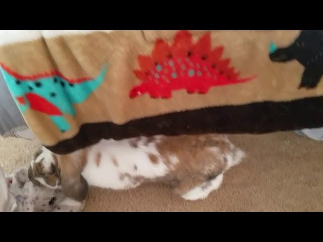 How to Pee Pad Train Your Rabbit