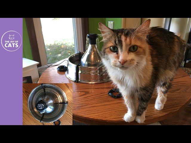 PetSafe Drinkwell 360 Stainless Steel Pet Fountain For My Cat