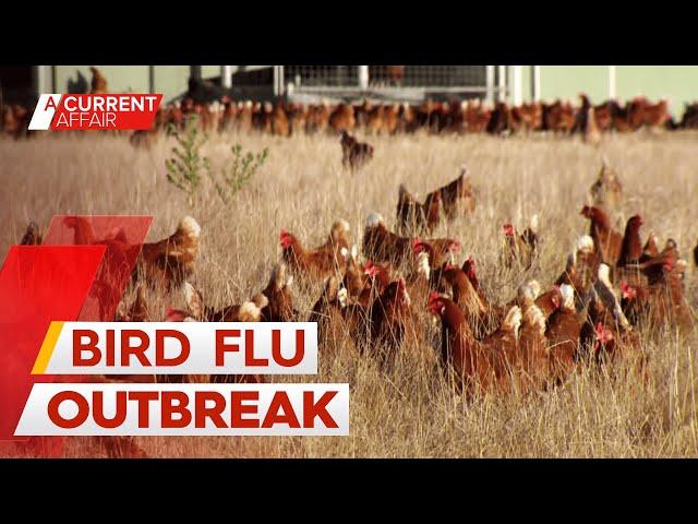 Experts unpack concerns as Australia's worst-ever bird flu outbreak continues | A Current Affair