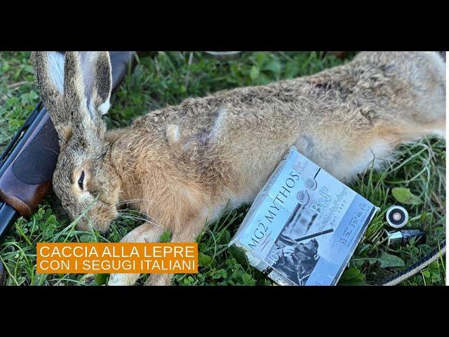 Caccia alla lepre con segugi italiani