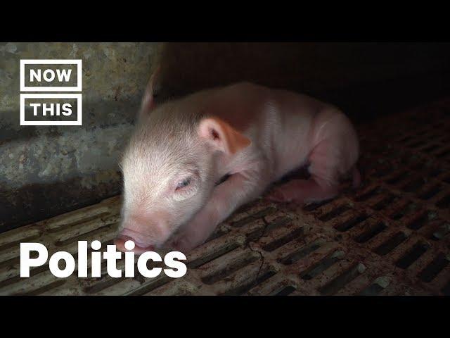 Animal Rights Activists Face 70 Years in Prison for Rescuing Piglets | NowThis