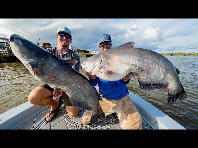 Monster Mississippi River Catfish