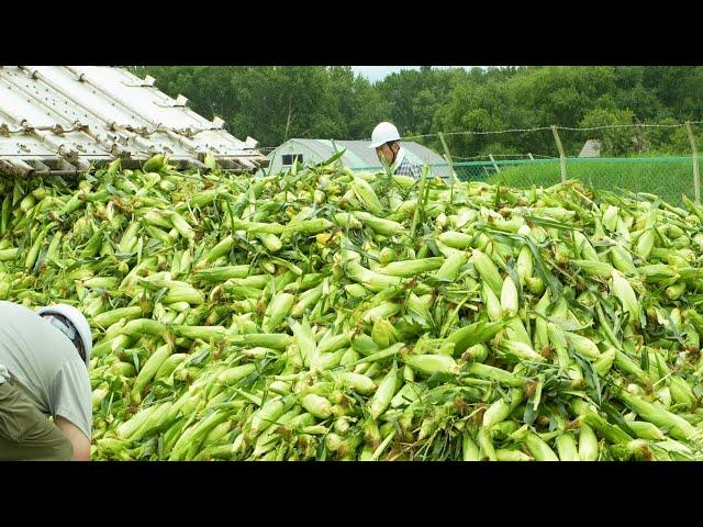 Process for mass producing corn soup. Japan's largest food and seasoning company.