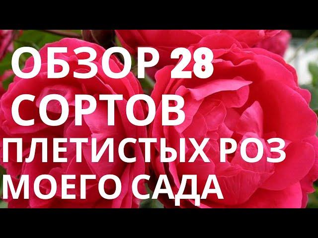 Обзор 28 сортов плетистых роз моего сада.