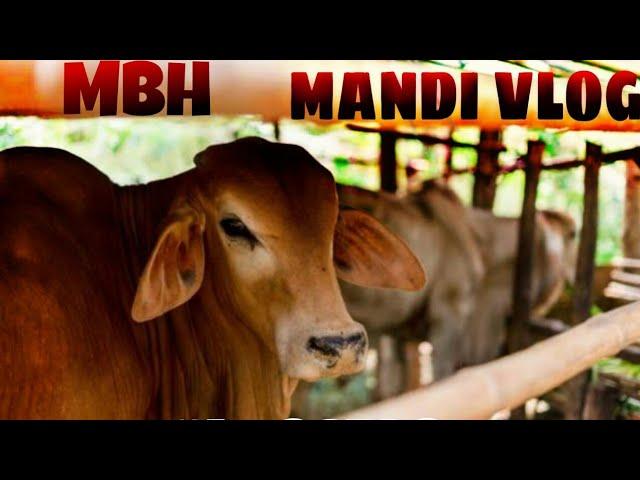 Mandi Vlog |MBH Vloggers