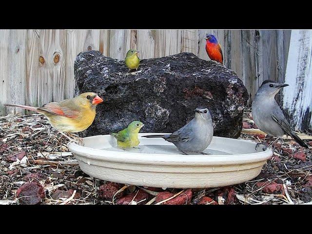 Backyard Birds Love Bird Baths 