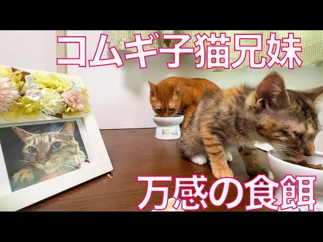 コムギ子猫、兄と揃って万感の食餌風景　My kitten and cats having dinner together