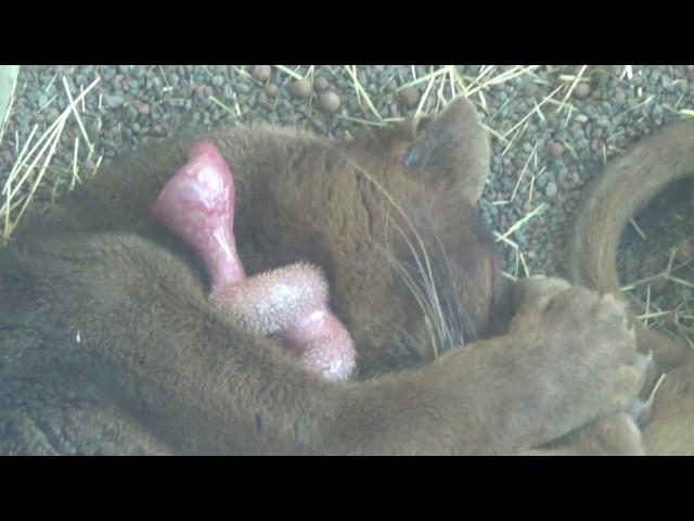 Cute Sleeping Fossa