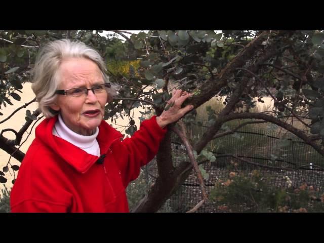 Mallees make good garden trees - Eucalypts for your home garden