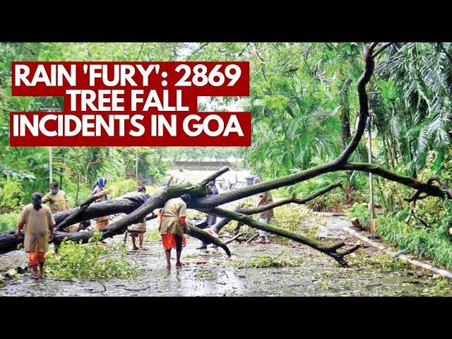 Rain 'Fury': 2869 Tree Fall Incidents In Goa