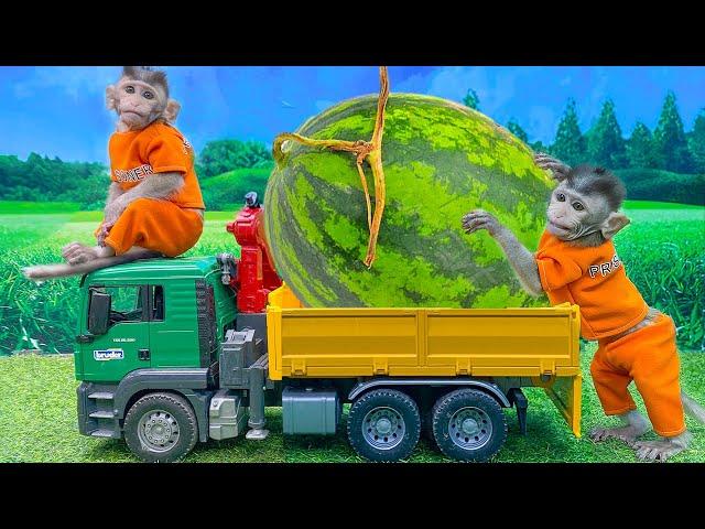 Bi Bon MONKEY SMART Animal Islands goes to harvest fruit on the farm