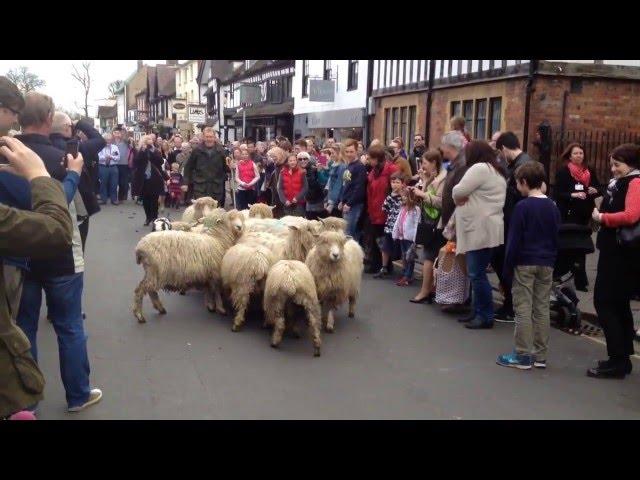 BBC Countryfile's Adam Henson attempting to drive sheep through Stratford