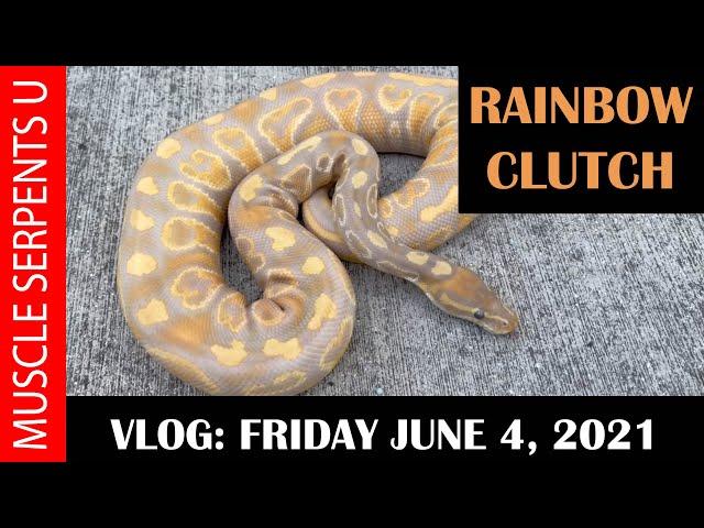 RAINBOW GENE CLUTCH LAID!  6-4-21