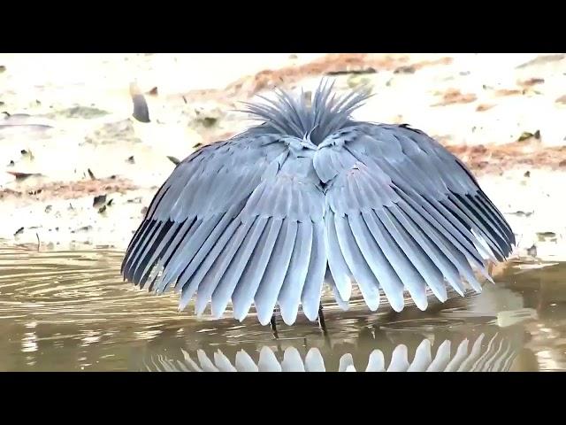 A black heron using its wings like an umbrella, creating shadow to catch fish #shorts