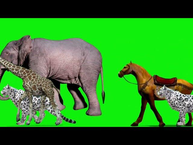 Wild animals | Animal walking green background |Stampede Animals  #greenscreenvideo