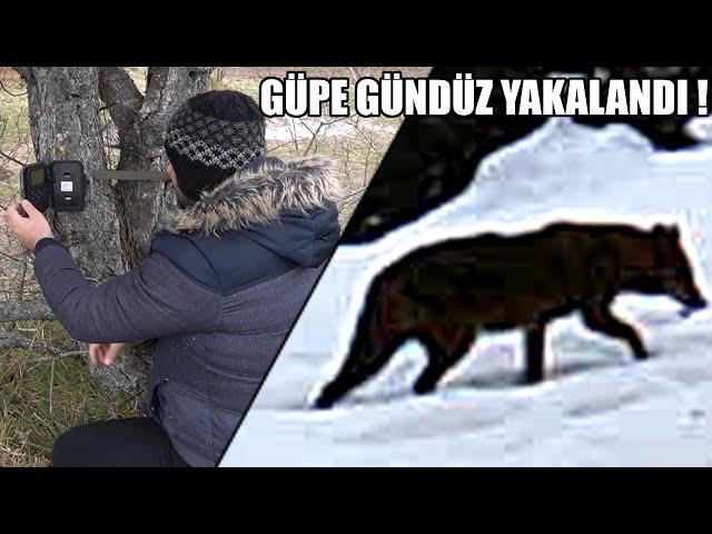 GÜPE GÜNDÜZ YAKALANDI ! ( KIZIL KURT SANILAN ÇAKALLAR ) YİNE ÇAKALLARLA DANS, TİLKİ, DOMUZ, DEV KURT