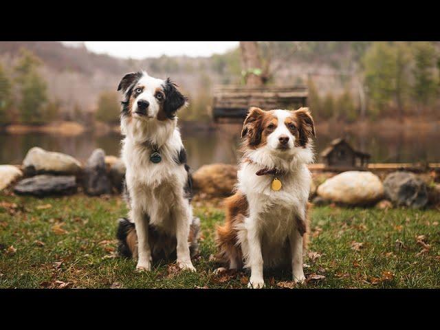 A Perfect Weekend with Australian Shepherds