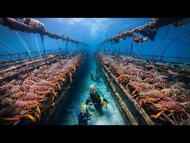 How European Fishermen Catch Millions of Lobsters in Deep Sea Traps and Make Millions of Dollars