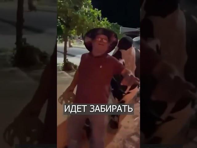 Бык ведёт ПЬЯНОГО хозяина домой