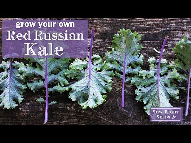 Sow Right Seeds | Red Russian Kale