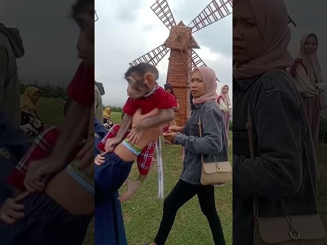 Monyet Lucu#shorts video #Viral#Kemuning#