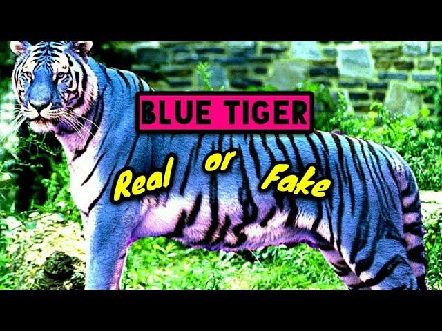 Blue Tiger! Real? or Fake? / 2018!