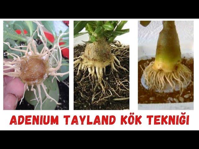 Adenium Çöl gülü | Adenium Tayland kök tekniği |Bonsai | Caudex #adenium #adeniumbonsai #Çölgülü