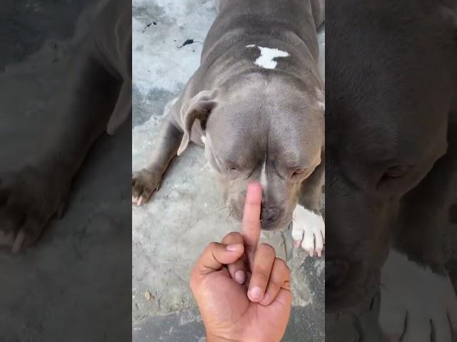 Aggressive Rottweiler vs American bully ? #14 #shorts #rottweiler #americanbully #viral