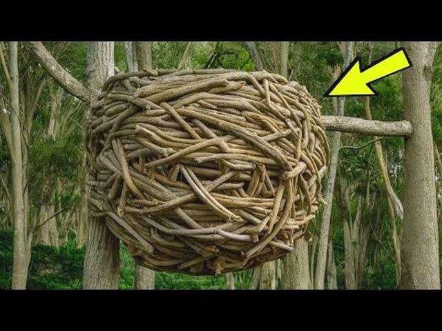 The forester came across a nest. He called the police when he looked inside!