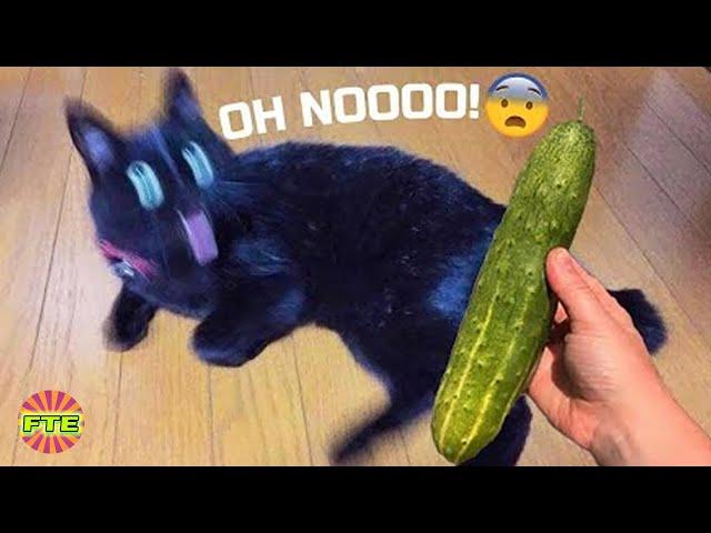 Best Funny Animal Videos Of 2022 | Funny Trendy Everyday