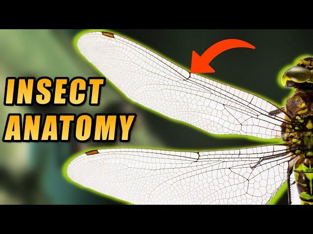 Anatomy Of Insects - Easily Explained (in under 5 minutes)