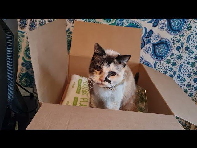 Cat sits in a box and meows