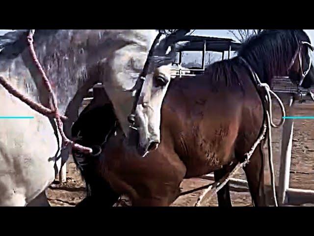 Equine reproduction navigating horse and fast Breeding video #equinereproduction #horsebreeding