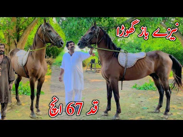 Naze Baz Ghora | Beautiful Kumait Horse |Horse For Sale In Pakistan