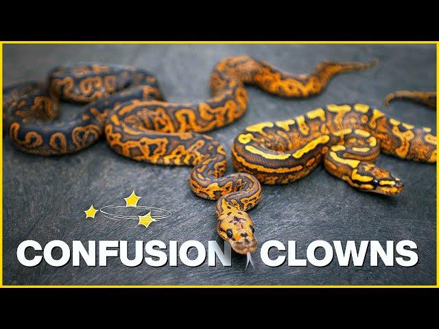 5 NEW Confusion Clowns — With a Hidden Gene?! | #Hetflix 132