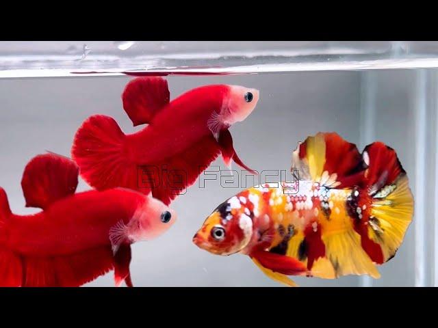 119"Most Beautiful Betta Fish: Stunning Colors & Gorgeous Betta Fish Tanks