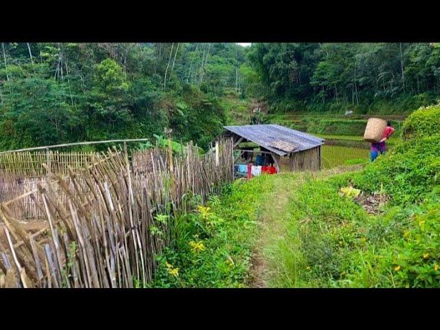 walking through a remote village | Indonesian rural life | beautiful ambience in my village