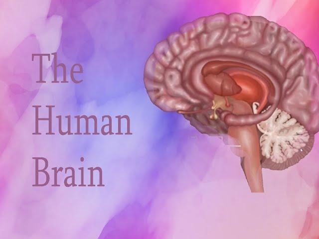 The Human Brain - eGogy